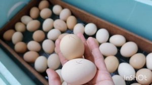 Инкубация яиц Мехеленская кукушка и Плимутрок полосатый! 2023год