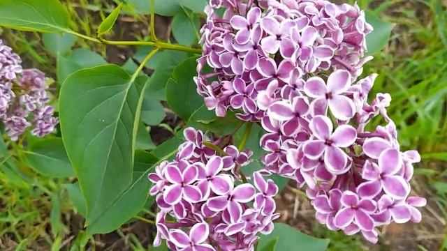 #весна #сирень #Сенсация / Сирень Сенсация ( лат. syringa vulgaris Sensation) пурпурно - белая смотреть онлайн