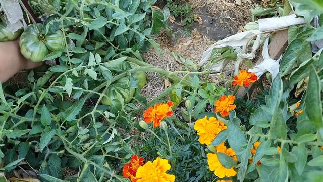 Очень урожайный сорта помидор- обзор! Розовый гигант - любимчик помидорчик смотреть онлайн