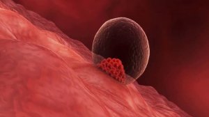 НАЧАЛО БЕРЕМЕННОСТИ ИМПЛАНТИЦИЯ ПЛОДНОГО ЯЙЦА В МАТКУ | Как происходит прикрепление эмбриона к матк