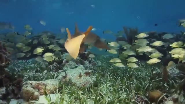 Мы можем спасти океан. Коби Смолдерс. Oceana смотреть онлайн