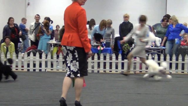 00147XXIII Национальная выставка пуделей 28.05.2017 --БЭСТ миниатюры смотреть онлайн