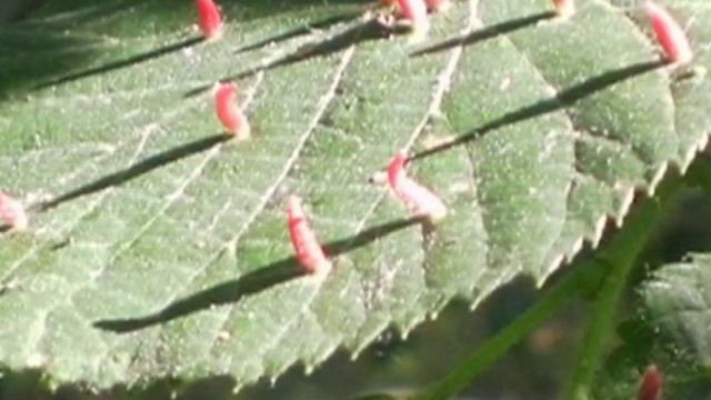 Заболевшая бузина смотреть онлайн