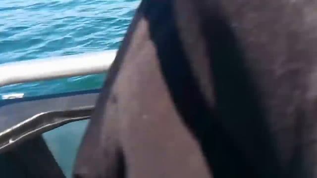 киты убийцы окружили катер смотреть онлайн