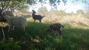 А ты пиши мне письма мелким почерком...