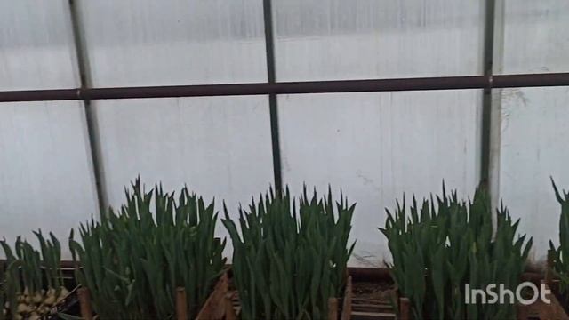 ОТЕЧЕСТВЕННЫЕ тюльпаны обзор на 19 февраля. Выгонка 2023. смотреть онлайн