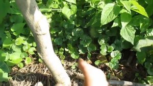 Сад- грецкий орех, обрезка