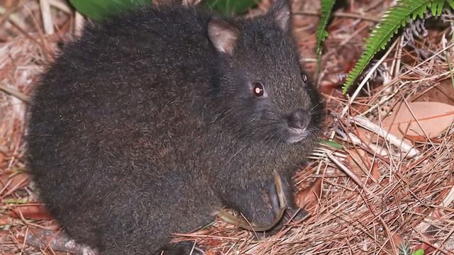 10 Wild Animals That Are Rarely Ever Seen смотреть онлайн
