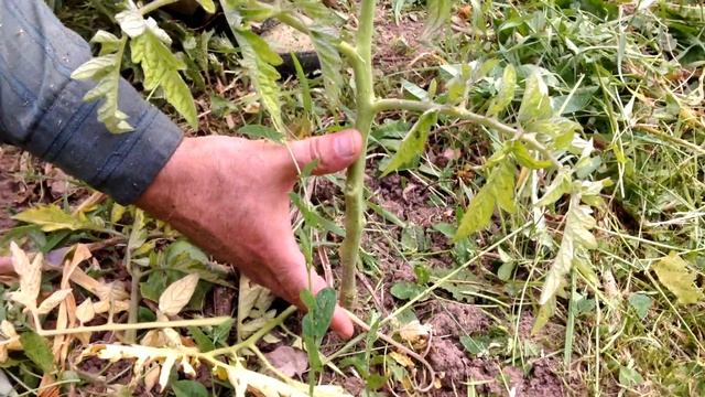 ? #5 Формирую томаты и мульчирую их травой. | Помидоры в открытом грунте на некопанной почве смотреть онлайн