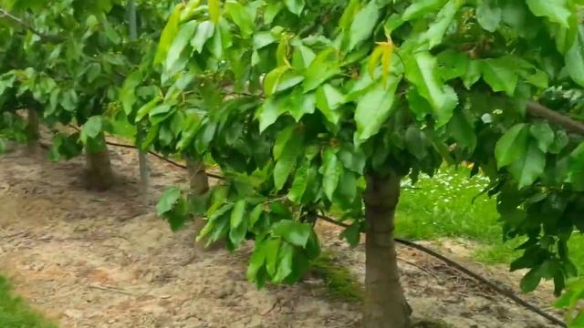 Aktiv Cherry - Growing cherries смотреть онлайн