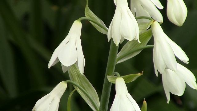 Капский гиацинт или Гальтония. Cape Hyacinth or Haltonia. смотреть онлайн
