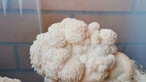 16. Домашняя грибная ферма ежовика (ежевика ) гребенчатого. Отчет о росте гриба.