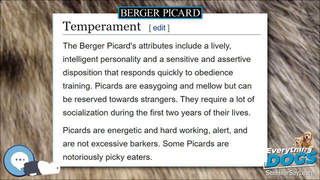 Berger Picard 🐶🐾 Everything Dog Breeds 🐾🐶 смотреть онлайн
