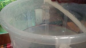 Чистим аквариумный декор и оборудование белизной