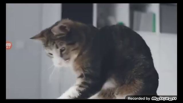 kitekat реклама 2016 смотреть онлайн