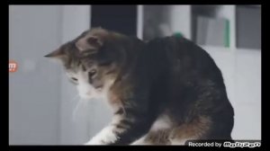kitekat реклама 2016