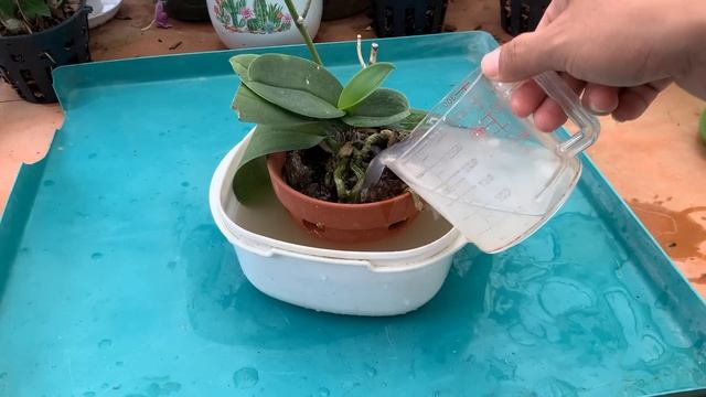 Few people know! The orchid garden simultaneously took root and bloomed beautifully смотреть онлайн