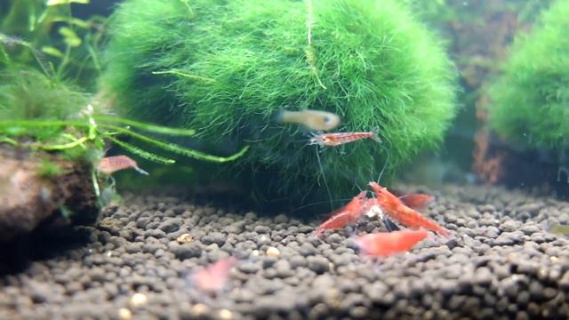 Crevettes Red Cherry смотреть онлайн