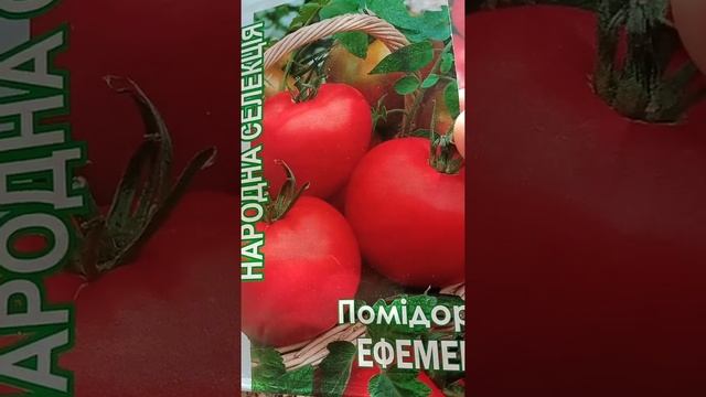 НИЗКОРОСЛЫЕ СОРТА ПОМИДОР ДЛЯ ОТКРЫТОГО ГРУНТА смотреть онлайн
