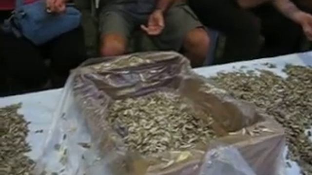 Палестинцы лузгают семечки в Хайфе смотреть онлайн