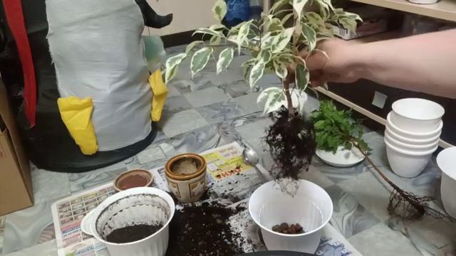 Комнатные Растения. Пересадка Фикусов. 2 Июня смотреть онлайн