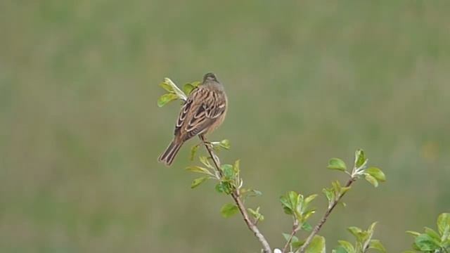 Садо́вая овся́нка (лат. Emberiza hortulana) смотреть онлайн