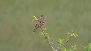 Садо́вая овся́нка (лат. Emberiza hortulana)