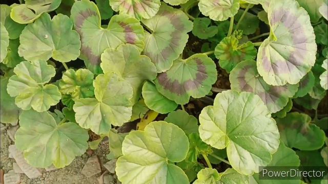 A to Z winter flowering plants मिल जायेंगे वह भी सस्ते दामों में смотреть онлайн