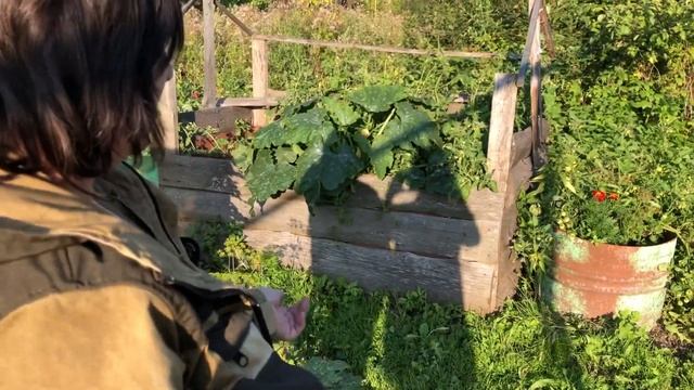 ПОЛЬЗА ДЛЯ ОГОРОДА! МУЛЬЧА И УДОБРЕНИЕ ИЗ ТРАВЫ смотреть онлайн