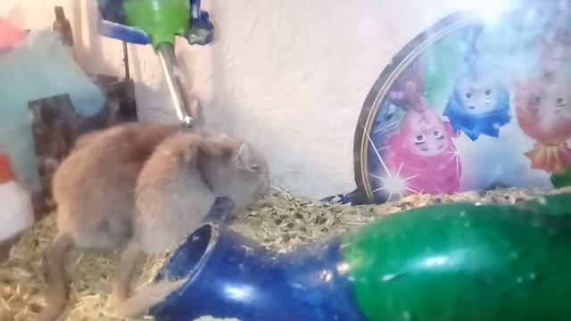 Монгольска песчанка и кошка.. Друзяки. Уход и содержание песчанок смотреть онлайн