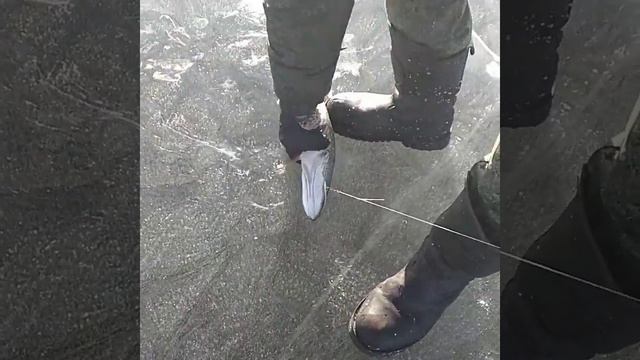 Озеро Иргень. Заб. Край. Ловим щуку на палку, леску и тройник. смотреть онлайн