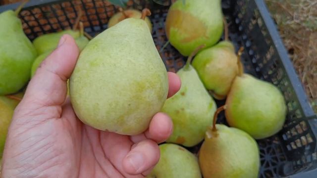 Сорт груши Просто Мария, Брянская красавица, Памяти Яковлева. Обзор в 2022 году. Груша Просто Мария смотреть онлайн