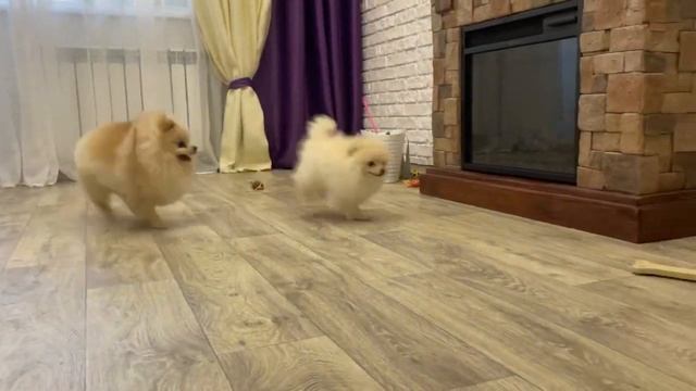 Шпицы ПОДРУЖИЛИСЬ, смотреть до конца. Померанец #померанскийщпиц #funnyvideos смотреть онлайн