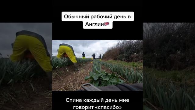 #работаванглии #работанаферме #англия #uk #england смотреть онлайн