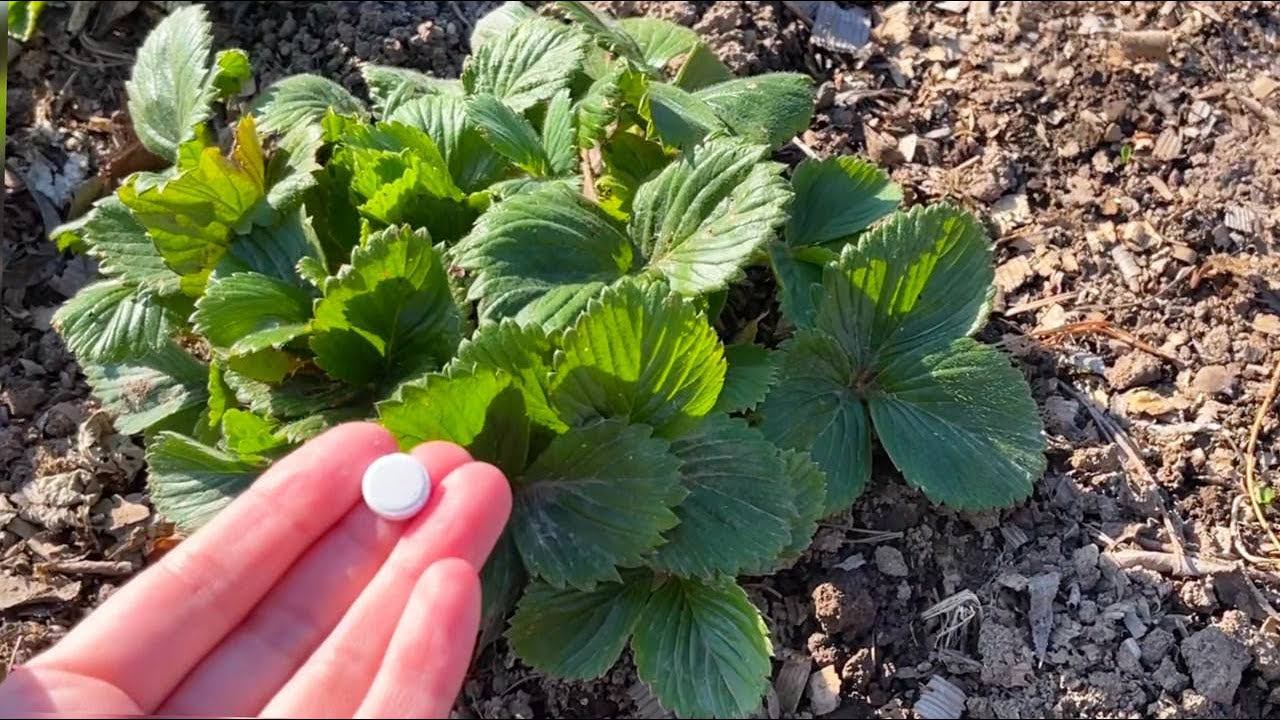 Лью в КЛУБНИКУ и ЯГОДА всегда крупная, сладкая, ничем не болеет и обильно плодоносит смотреть онлайн