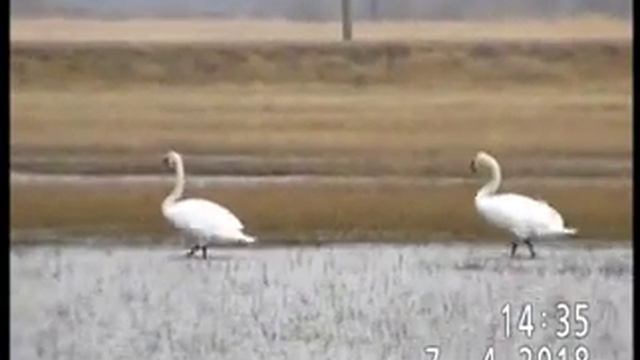 ТРИ ЛЕБЕДЯ-ШИПУНА И ПАРА КЛИКУНОВ В НАЧАЛЕ АПРЕЛЯ близ Павлодара смотреть онлайн