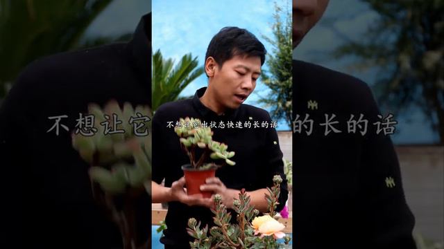 【養養養花花花】多肉錦晃星也叫紅兔耳，觀賞價值高，而且還特別好養護！ смотреть онлайн