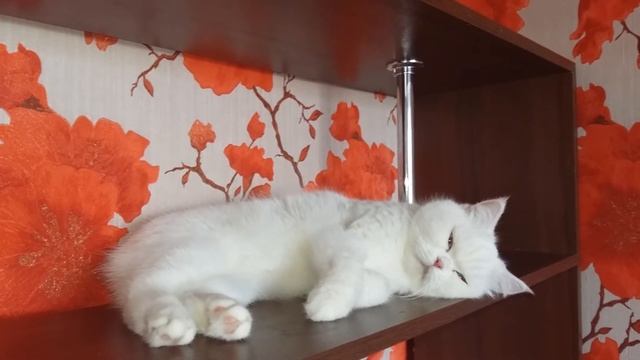 говорящая кошка смотреть онлайн