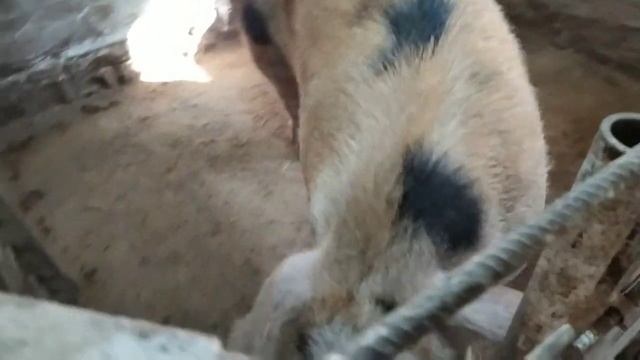 //Загуляли, Покрываю//Вода для Поросят ? смотреть онлайн