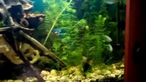 №12 идеальный нерестовик для живородки в общем аквариуме