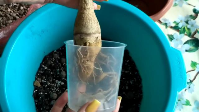 🌿🌿🌿АДЕНИУМ. Перелить или не долить, что хуже⁉️ Результат ухода.🌿🌿🌿 #адениум #bonsai #adenium