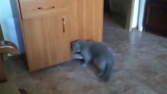 Мой кот лезет в шкаф