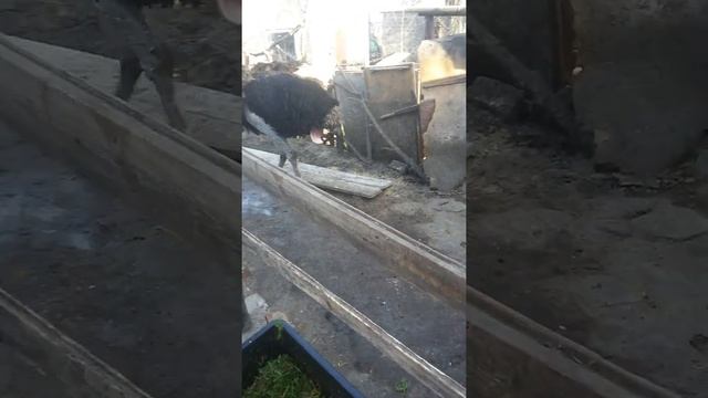 Брачные игры у Африканских Черных Страусов начались - весна в полном разгаре смотреть онлайн