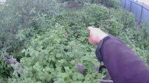 Удобрение для грецких орехов. Выращивание грецких орехов в Челябинске. Морозостойкий орех сорт Идеа