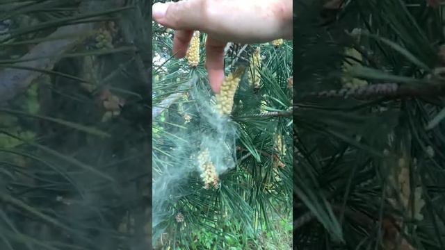 Опыление сосны смотреть онлайн