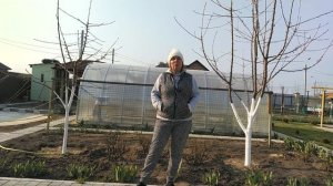 Обработка деревьев от вредителей: чем опрыскать деревья весной