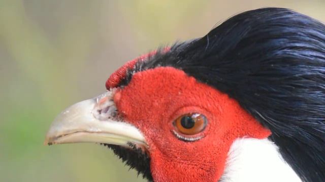 silver pheasant (Lophura nycthemera),head смотреть онлайн