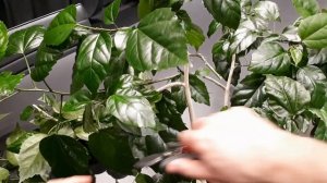 Гибискус. Как заставить цвести. Правила обрезки. Размножение гибискуса. Китайская роза