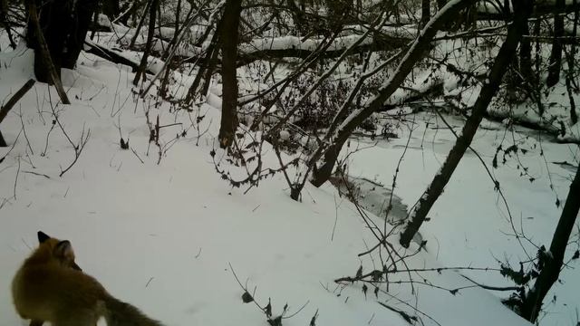 Фотоловушка ScoutGuard SG2060-K. Февраль 2019, лиса в пойме р. Сельдь, Ульяновск смотреть онлайн