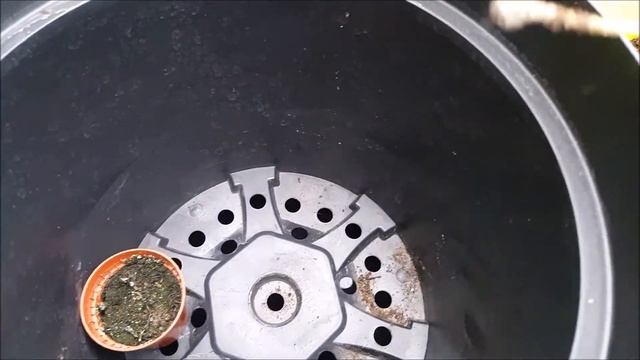 Repotting My Stephanotis Floribunda Cuttings